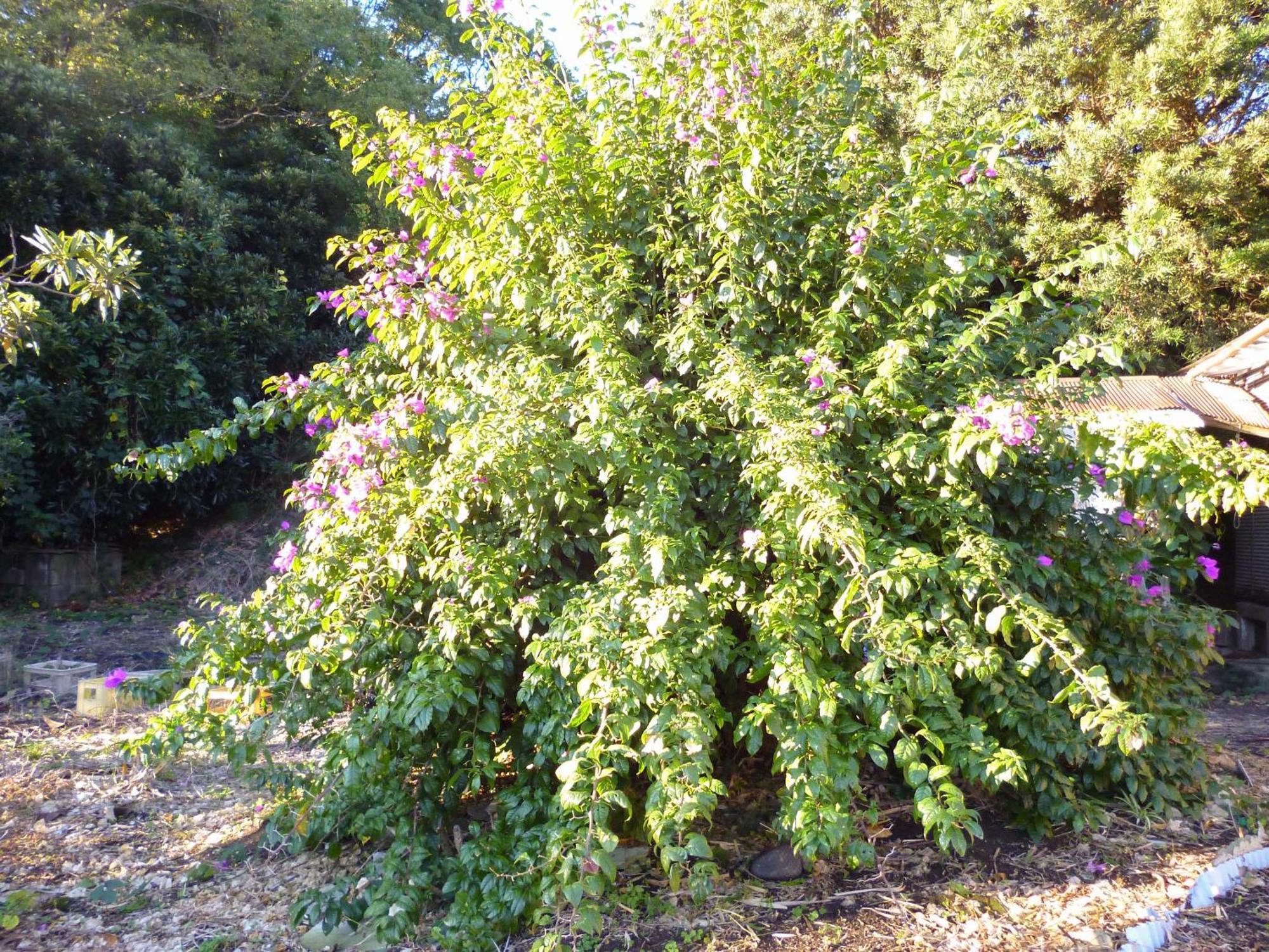 Pension Flora Tateyama  Exteriör bild